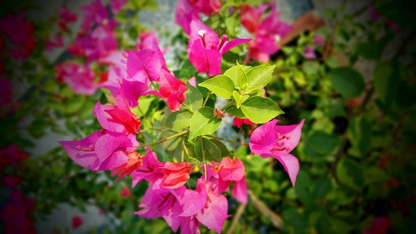 Les avantages d'une piscine coque haut de gamme pour votre jardin