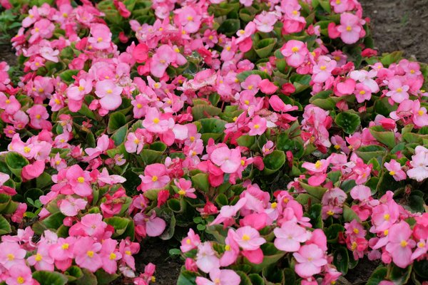 Pourquoi installer des panneaux solaires à Rennes ?