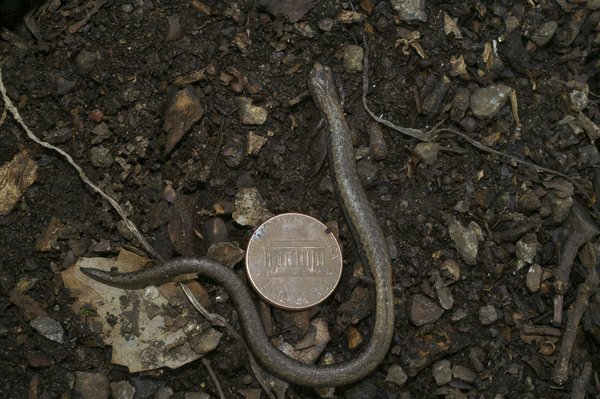 Comment les différentes versions de l'Amazon Echo Dot se comparent-elles pour la domotique ?