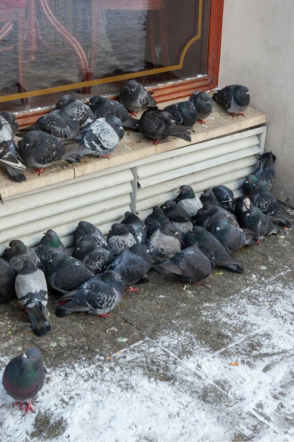 Protégez votre espace : répulsifs naturels contre les pigeons
